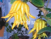 [O2/작은 정원 큰 행복]집에서 키우는 귤… 예쁘고 맛도 좋아요