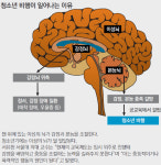 덩치만 훌쩍 컸지, 청소년 뇌 속은 한창 공사중
