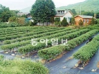 [Home&Dream]강원도 철원 비타민나무 농장주 모집