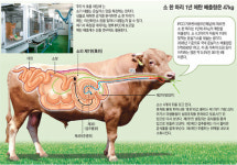 꺼억~ 트림쟁이 소는 ‘메탄쟁이’… 한마리가 年 47kg 뿜어내