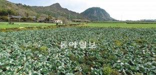 [김화성 전문기자의 &joy]제주 추사 유배길 걷기