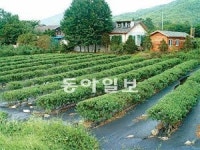 [Home&Dream]필지당 1870만 원… 철원군 농장주 모집