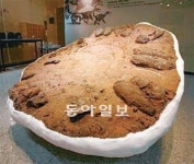 [광주/전남]신안 ‘육식공룡 알 둥지화석’ 천연기념물 지정 예고