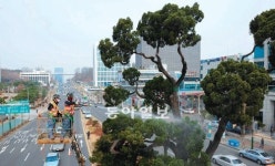 봄맞이 목욕하는 서초역 ‘천년향’