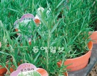 [O2/꽃과의 대화]허브식물