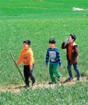 [전북]싱그러운 보리밭… 싱그러운 동심