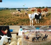 1960년대 한국축산 인큐베이터 ‘한독낙농시범목장’ 체험목장 변신
