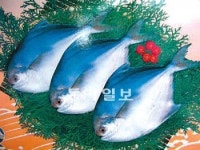[광주/전남]지금 신안은 ‘병어 천국’
