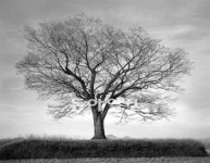 [문학예술]마을입구 당산나무… 수호神의 모습인가 쓸모없는 고목인가