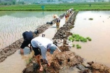 [대전/충남]황새방사 예정지 충남 예산 광시면 일대… 전체 논 면적 5% ‘비오톱’ 만든다