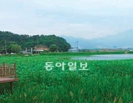 [대구/경북]달성 용흥지 남생이 복원한다