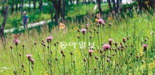 [김화성 전문기자의 &joy]함백산 만항재 들꽃세상