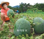 [광주/전남]“‘푸랭이’ 한 번 드셔보세요”