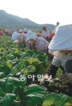 [지금이 제철] 갓 김치