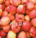 [톡톡 경제]마트 수박엔 꼭지 있는데 사과엔 왜 안달려있을까