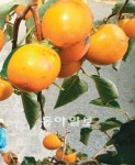 [Money&Life]불황 속 단비… ‘10월 주식밭에 배당주 열렸네’