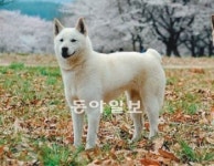 [대구/경북]천연기념물 된 ‘동경이’ 경주 명물로 띄운다