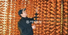 [충북]쫄깃하고 달콤한 영동곶감 맛보세요