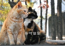[O2]코숏이 이 땅에 발을 들여놓은 건 불경 때문이라고?