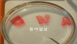 여러 문제를 한꺼번에 처리… 인간 뇌처럼 병렬연산하는 DNA 생체컴퓨터 나온다