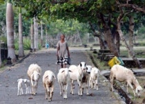  인도네시아 자바문화를 접할 수 있는 족자카르타