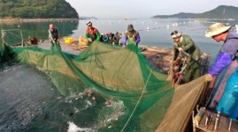 경남 거제도 쌍근마을 ‘멸치잡이’ 체험