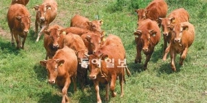 [신충청시대]저 유명한 홍성한우에 꽃게 대하… 홍성은 맛있다