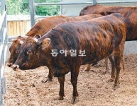 [대구/경북]울릉도 약칡소 ‘귀한 몸’