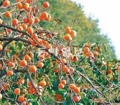 [Home&Dream]국내 대표적 곶감 산지 상주에 감나무농원
