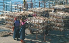 [TV 하이라이트]쫀득쫀득 구룡포 과메기