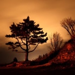 불휘기픈 남간 바람에 아니 뮐쌔