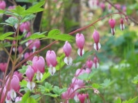 소리 소문 없이 지나쳐갈 봄, 미리보기