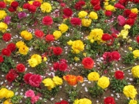 소리 소문 없이 지나쳐갈 봄, 미리보기