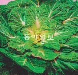 [지금이 제철]<27> 봄동