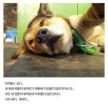 느낌 있는 개 셀카…이건 개가 아닌것 같은데?