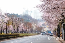 [인천/경기]인천 대표 벚꽃길-나무그늘길 여기예요