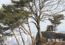 [수도권/두근두근 메트로]삼남길 따라 7km… 솔향기 솔솔 개나리 방긋