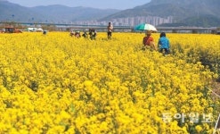 [부산/경남]유채꽃 바다에 풍덩… 19일부터 21일까지 낙동강변 축제