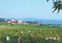 [Home&Dream]강원비타민나무영농조합, 필지당 분양가 1656만 원