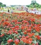 [부산/경남]서울대공원보다 넓어진 울산대공원 장미원