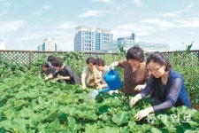 [대전/충남]건물옥상 하늘농장 인기