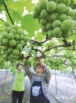 [광주/전남]“포도가 익어갑니다”
