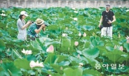 [대구/경북]28일까지 반야월 연꽃전시회