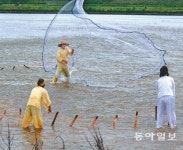 [대구/경북]낙동강변 누치잡이 보러 오세요