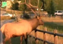 나주 한옥촌에 ‘거대 사슴’ 엘크 출몰, “어쩌다 이런 일이?”