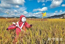 [대구/경북]“참새야 오지 마라” 허수아비 화려한 옷차림