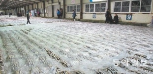 [광주/전남]조기로 꽉찬 경매장