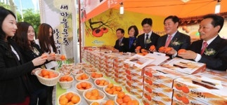 “청도 반시, 맛보세요”