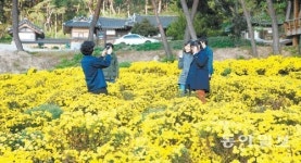 [대구/경북]국화 앞에서… 노랗게 물든 안동 봉정사 입구