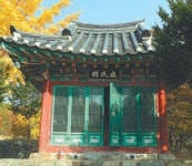 [김화성 전문기자의 &joy]양평 용문사 ‘샛노랗게 물들다’